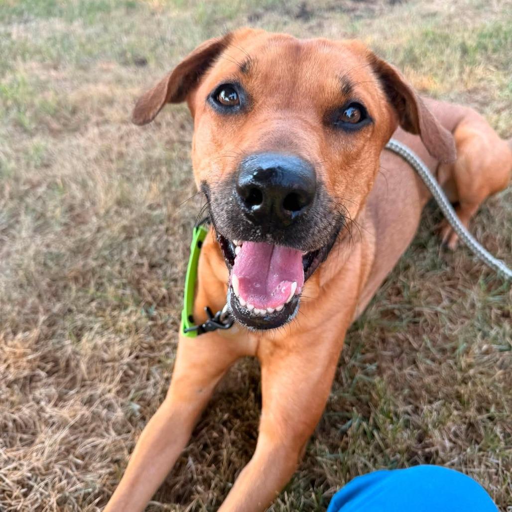 Enlarge Solana, a Adoptable mixed breed in Fargo, ND image 5/6