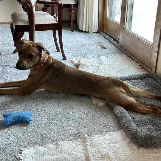 Enlarge Solana--In Foster, a Adoptable mixed breed in Fargo, ND image 6/6