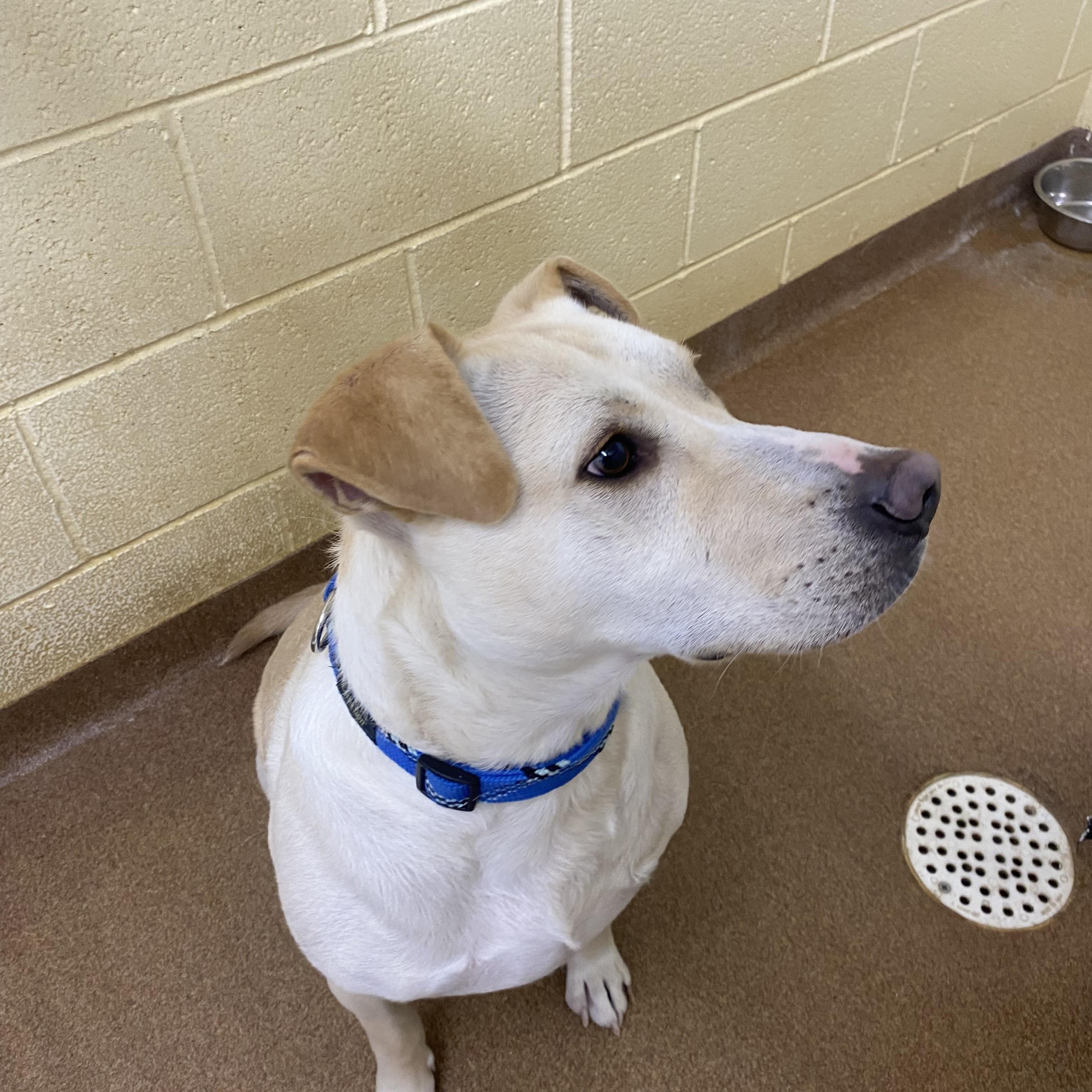 Waylon, a Adoptable mixed breed in Choteau, MT image 2/2