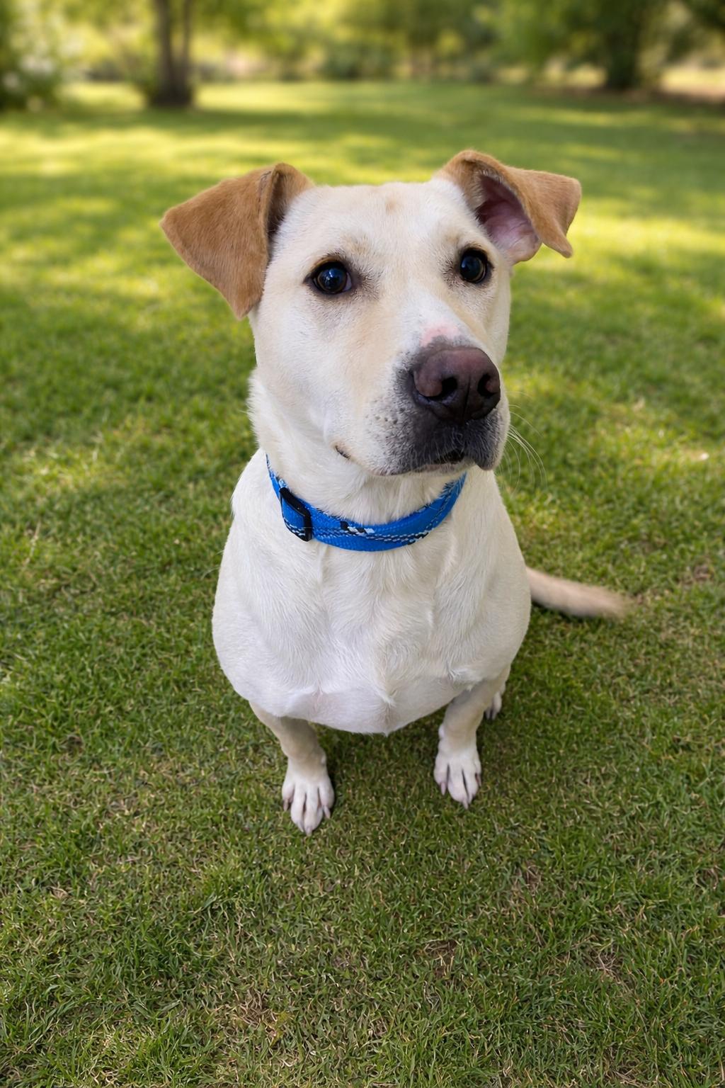 Enlarge Waylon, a Adoptable mixed breed in Choteau, MT image 1/2