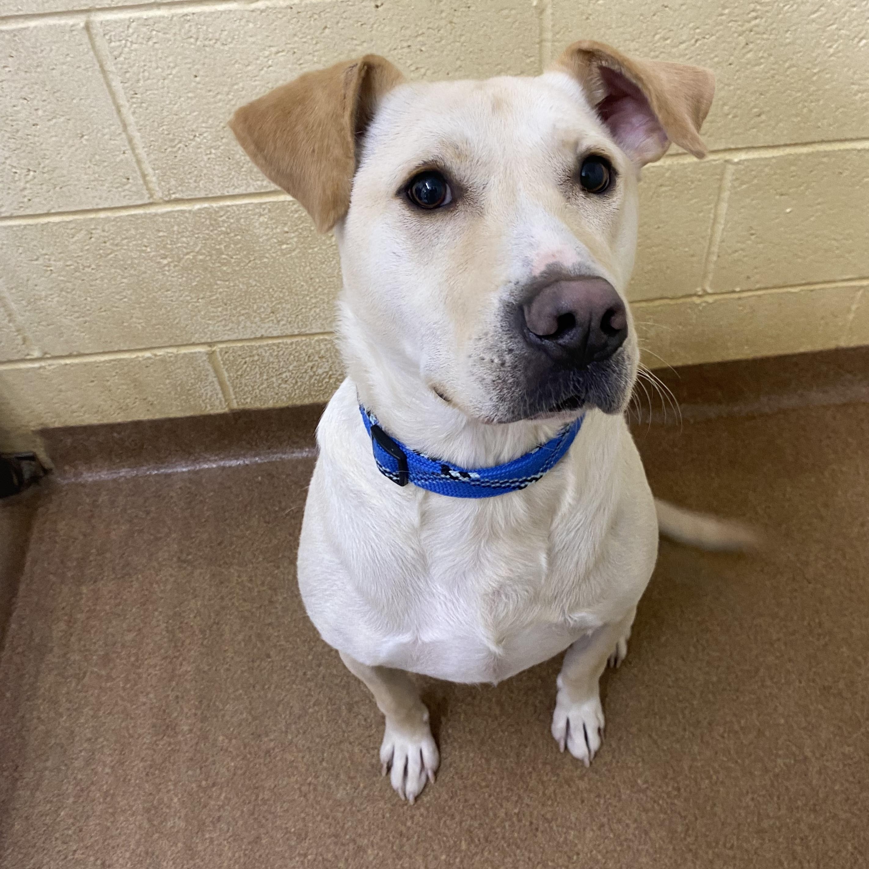 Waylon, Adoptable, Adult Male Yellow Labrador Retriever.