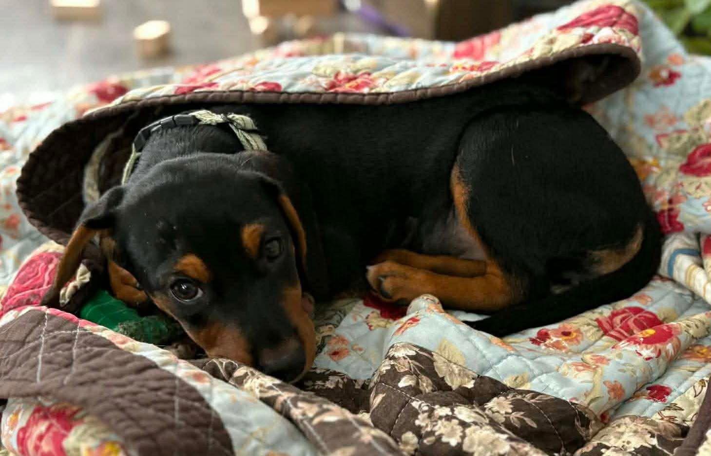 Chelsea, Adopted, Puppy Female Miniature Pinscher.