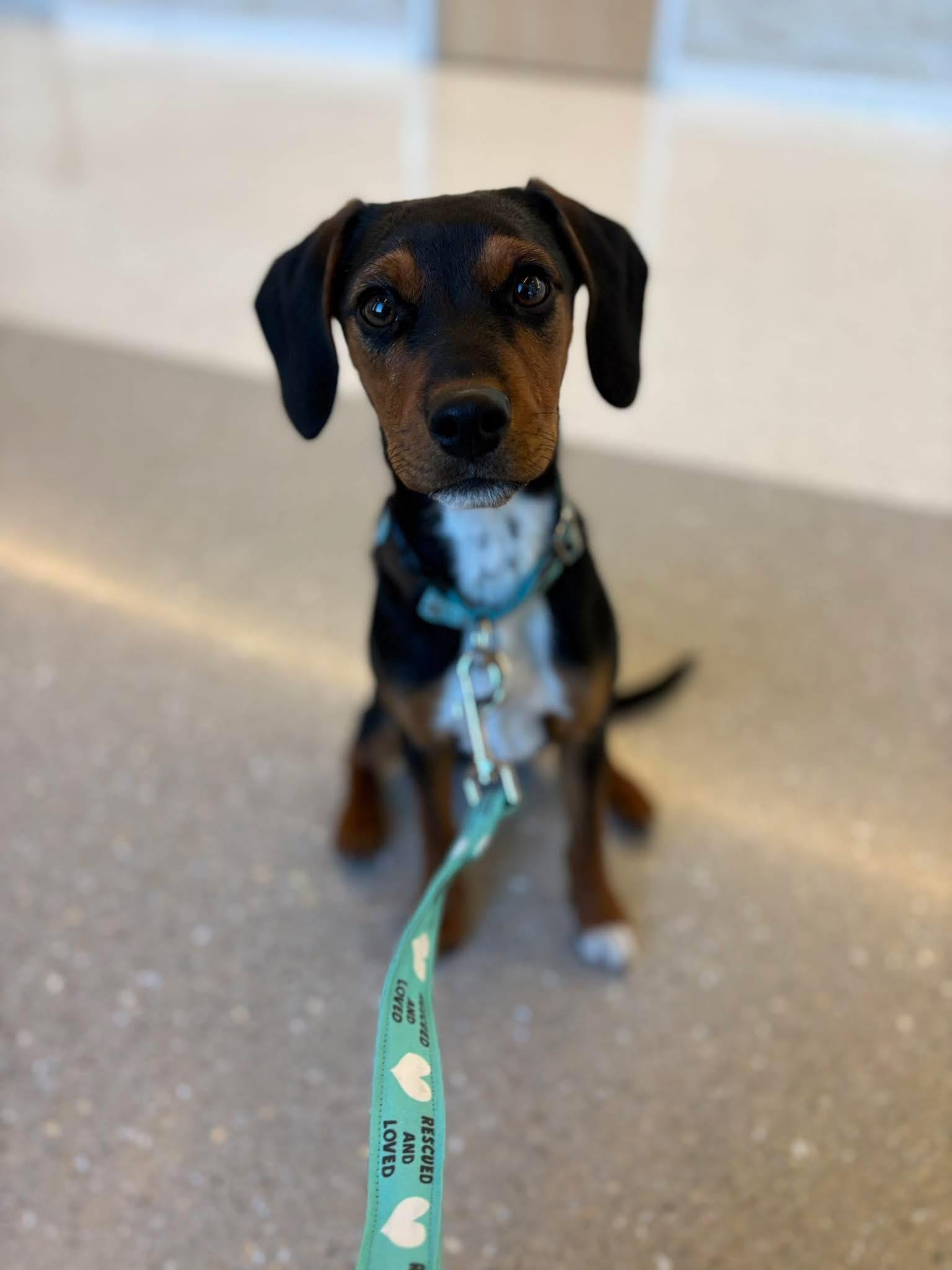 Enlarge Chelsea, a Adoptable Miniature Pinscher in New London, WI image 1/2