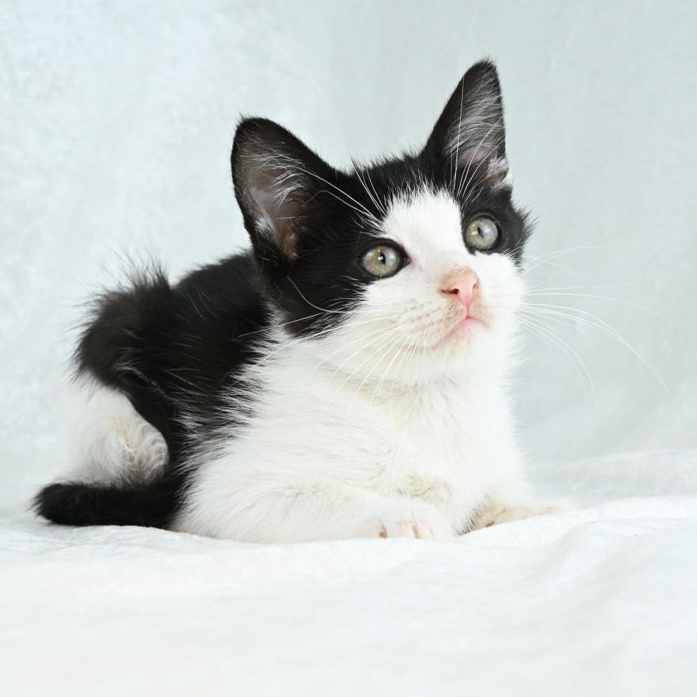 Ember, Adoptable, Kitten Male Domestic Medium Hair.