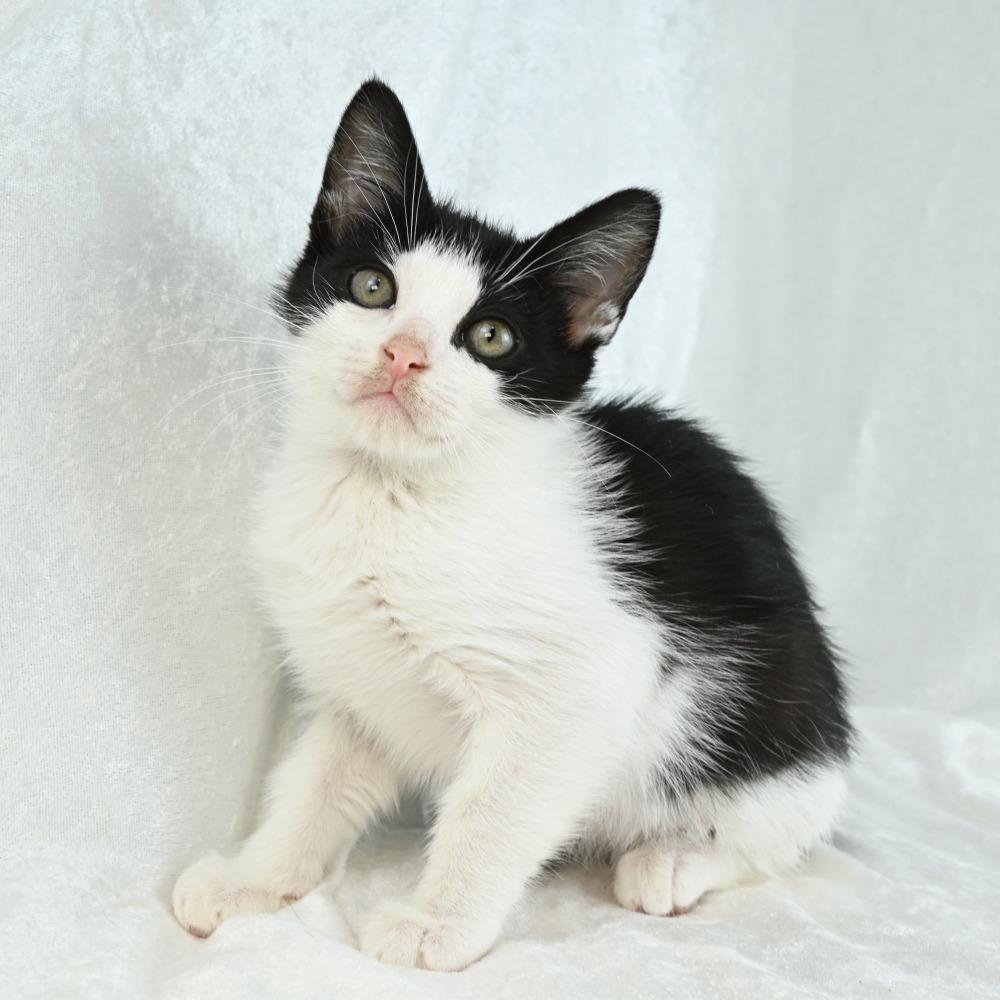 Ember, a Adoptable Domestic Medium Hair in Mobile, AL image 2/6