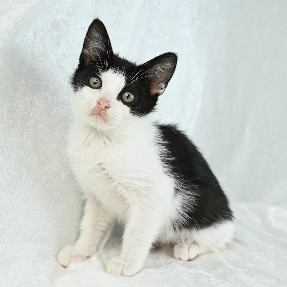 Ember, a Adoptable Domestic Medium Hair in Mobile, AL image 3/6
