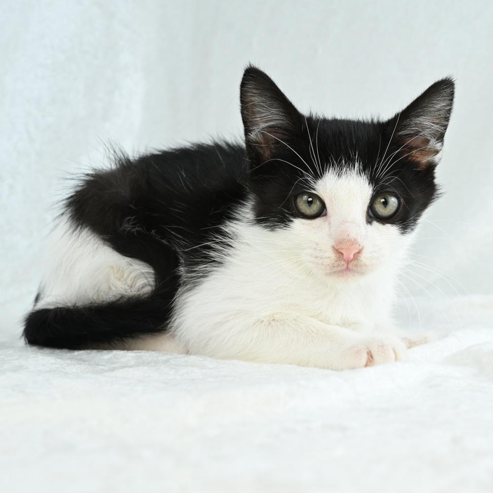 Ember, a Adoptable Domestic Medium Hair in Mobile, AL image 4/6