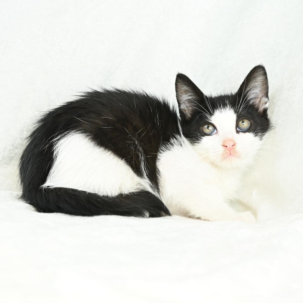 Ember, a Adoptable Domestic Medium Hair in Mobile, AL image 5/6