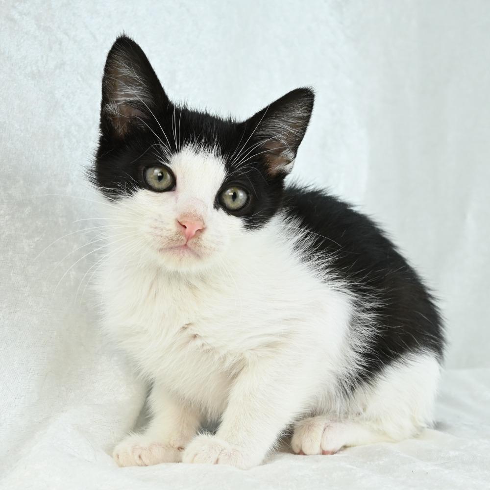 Ember, a Adoptable Domestic Medium Hair in Mobile, AL image 6/6