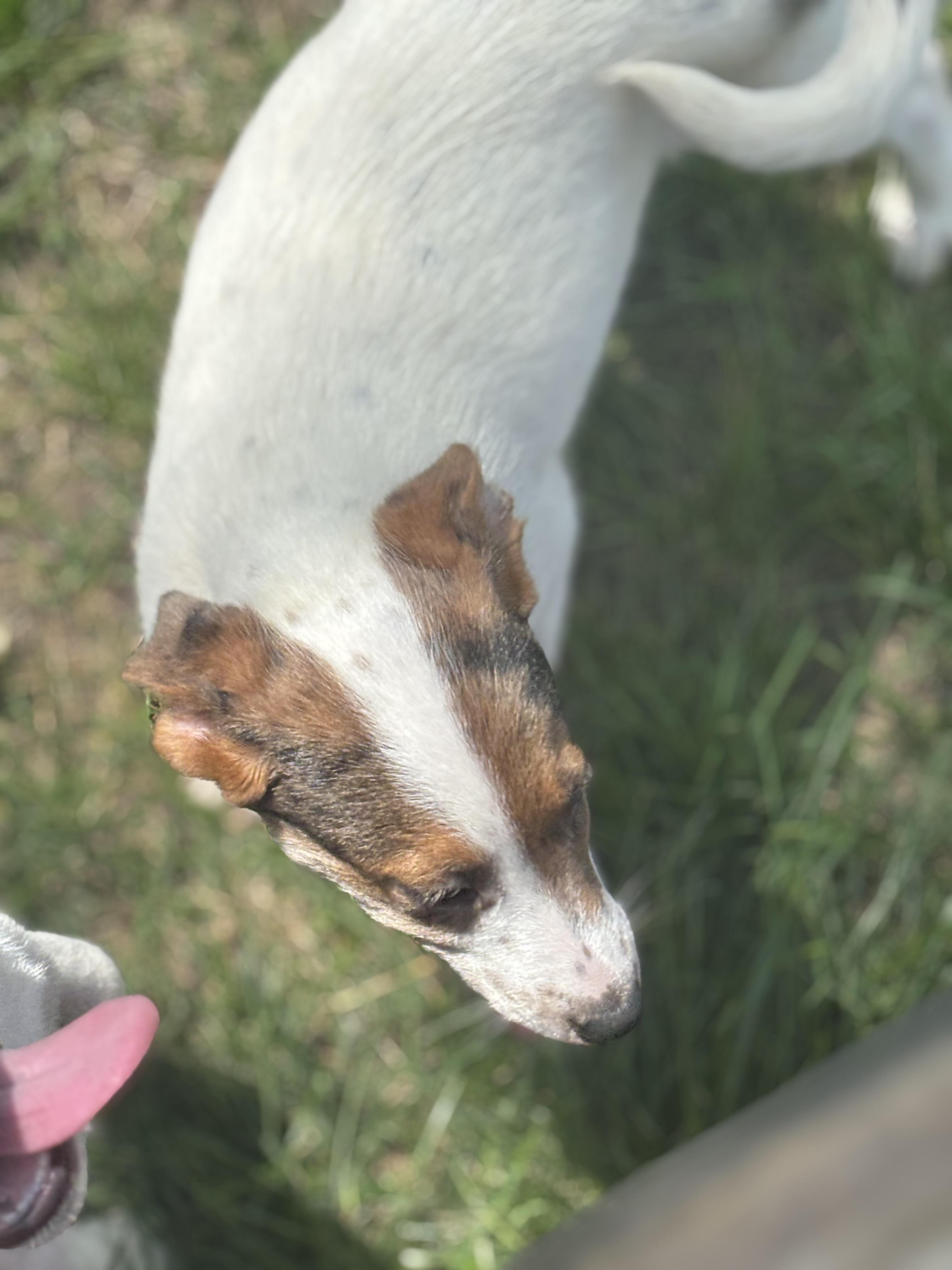 Gracie