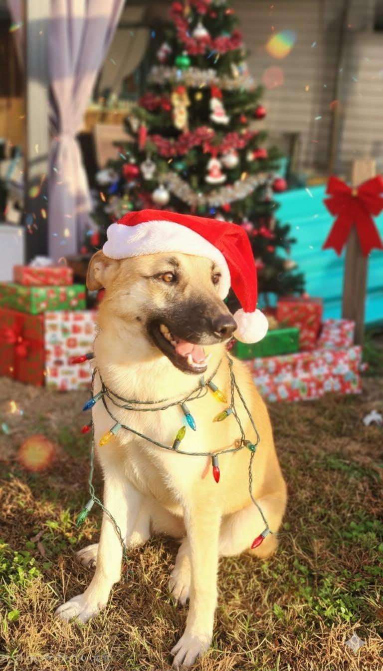 Gracie, a Adoptable mixed breed in Manhasset, NY image 1/6