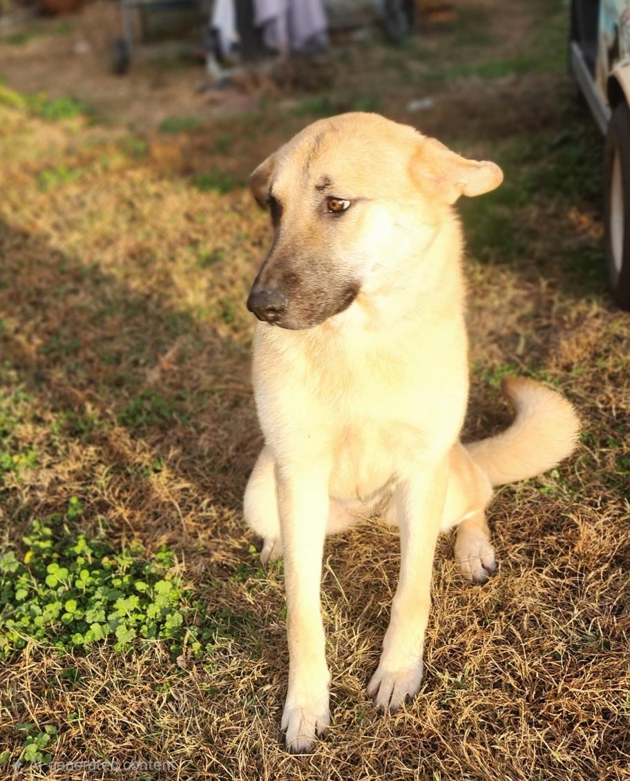 Gracie, a Adoptable mixed breed in Manhasset, NY image 5/6