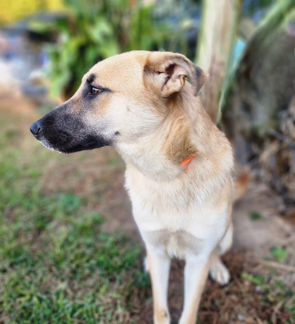 Gracie, a Adoptable mixed breed in Manhasset, NY image 6/6