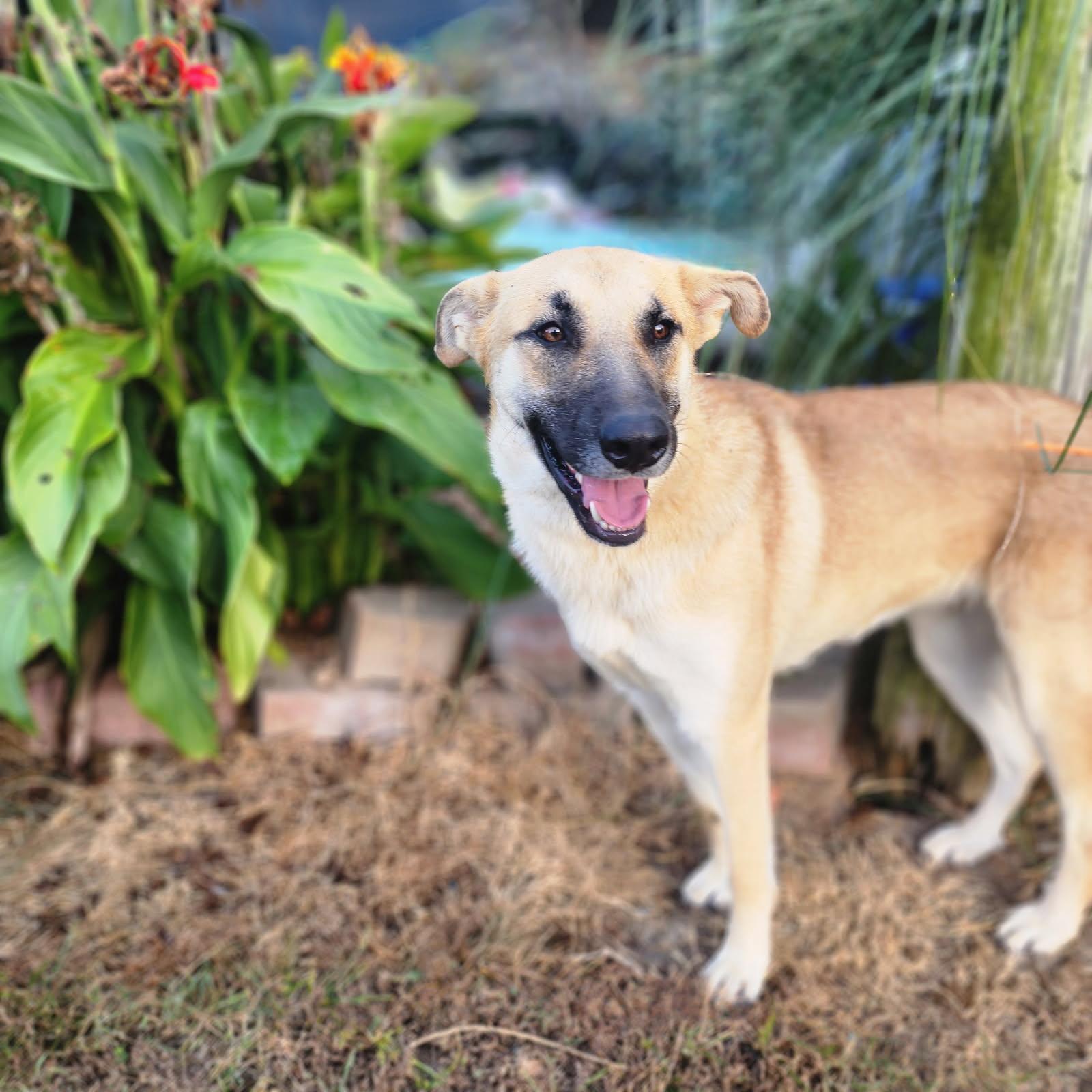 Gracie, a Adoptable mixed breed in Manhasset, NY image 3/6