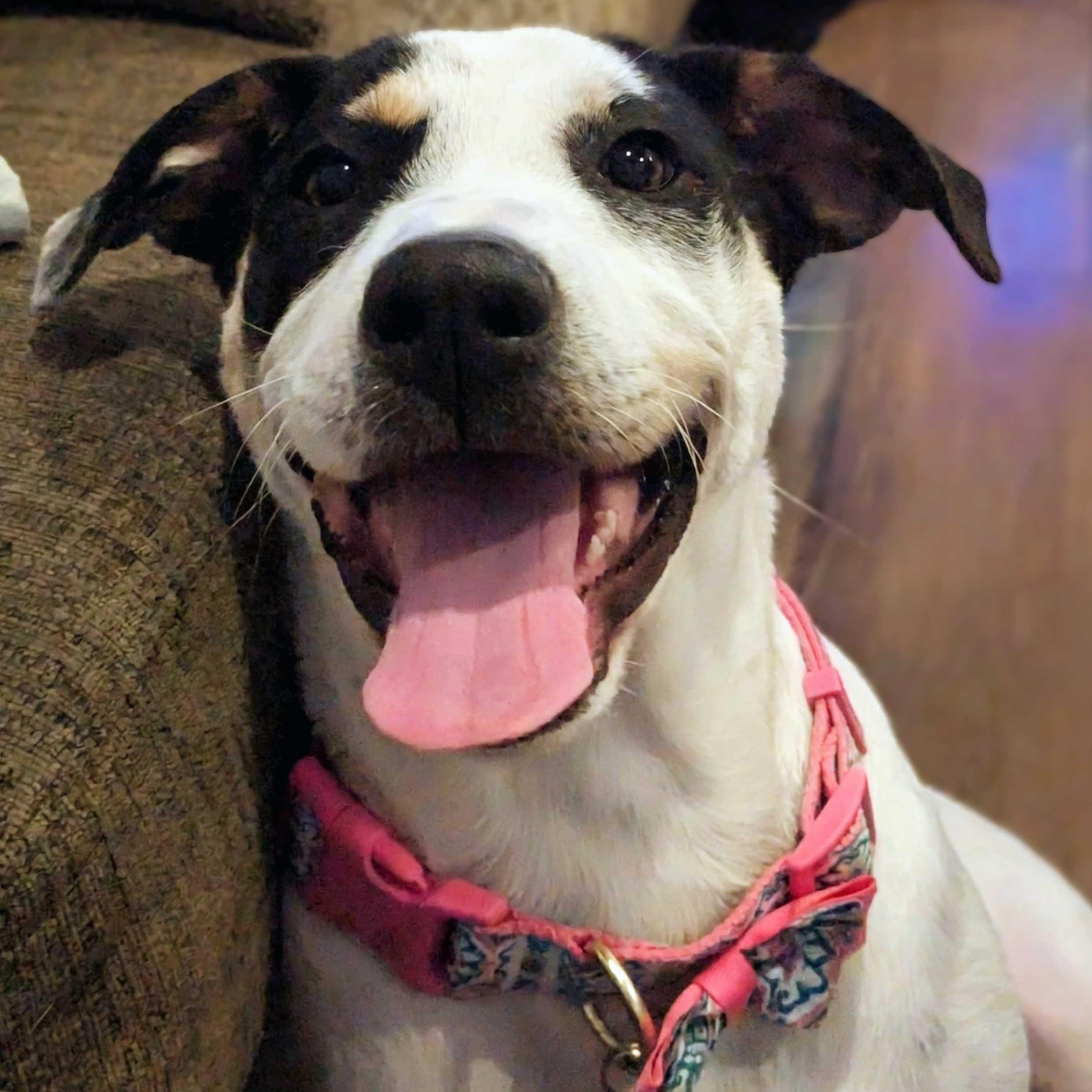 Wayne, an adopted mixed breed in Portland, OR image 3/5