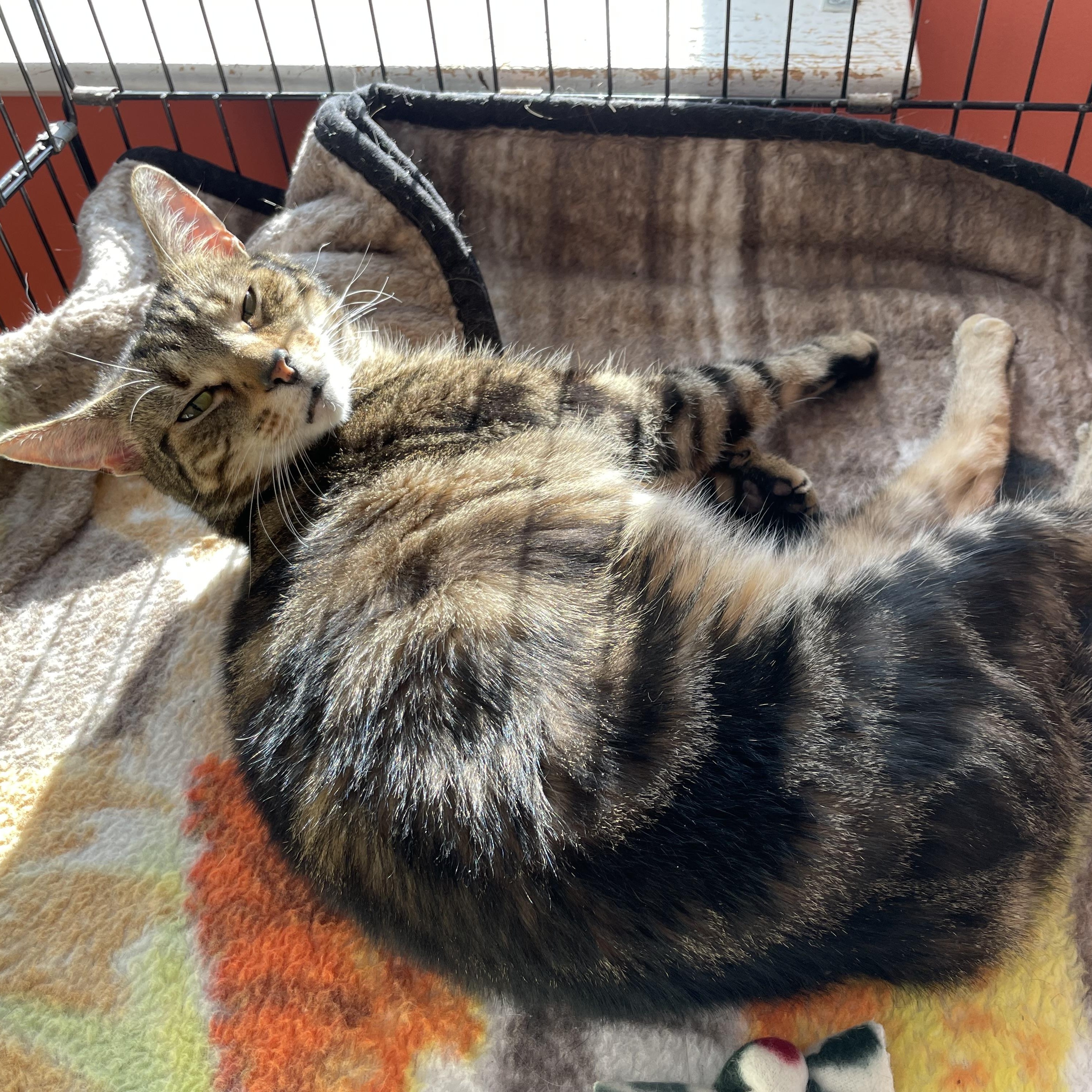 Rosie, a ADOPTABLE Domestic Short Hair in Wells, ME image 4/4