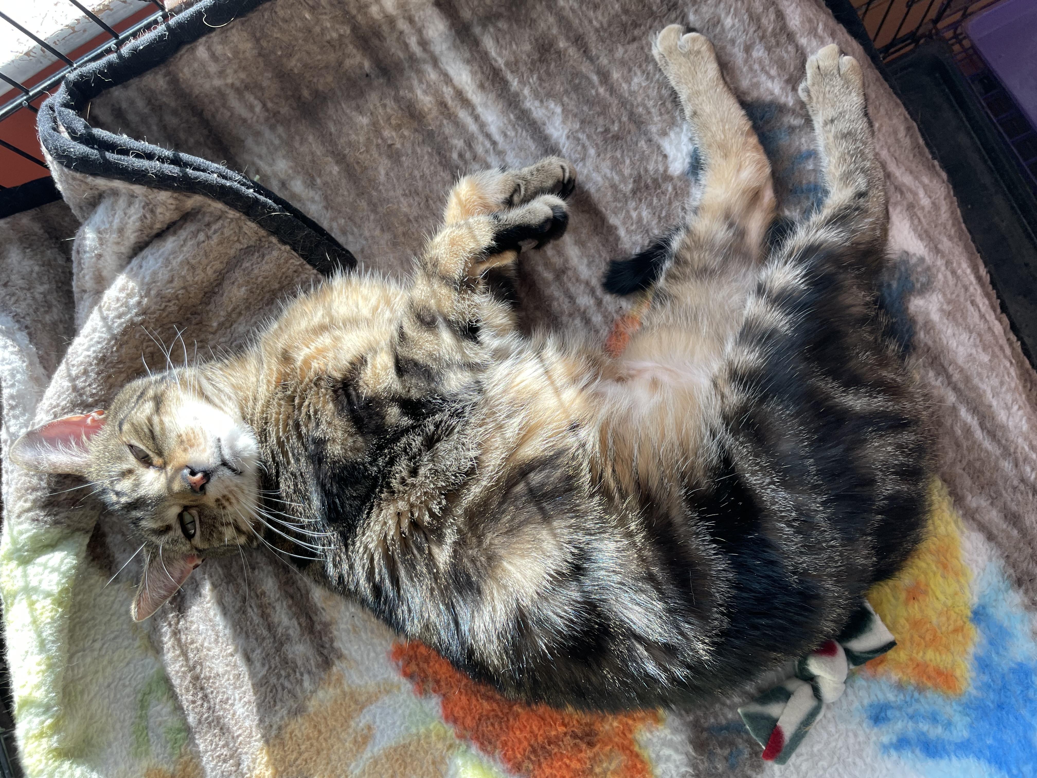 Rosie, a ADOPTABLE Domestic Short Hair in Wells, ME image 3/4