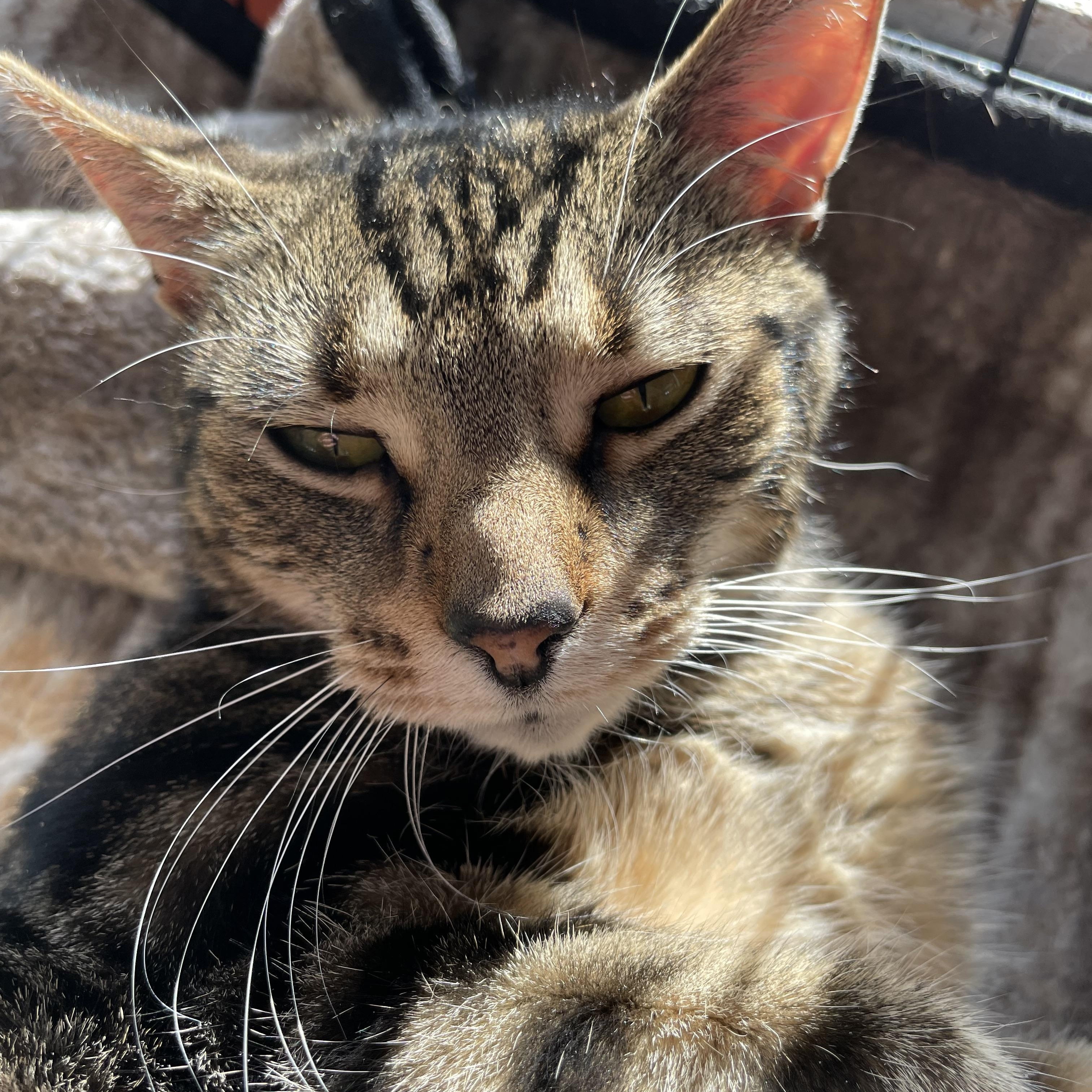 Rosie, a ADOPTABLE Domestic Short Hair in Wells, ME image 2/4