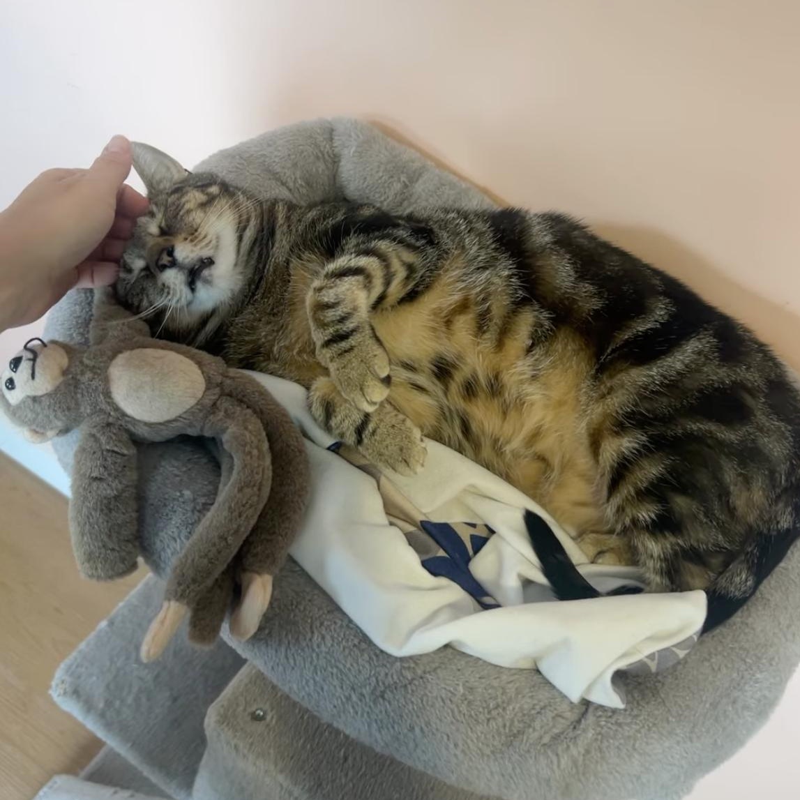 Rosie, ADOPTABLE, Adult Female Domestic Short Hair.