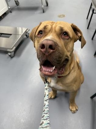 Samu, a ADOPTABLE mixed breed in Toronto, ON image 2/3