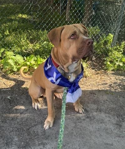 Samu, a ADOPTABLE mixed breed in Toronto, ON image 3/3