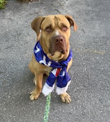 Samu, ADOPTABLE, Adult Male Dogue de Bordeaux.