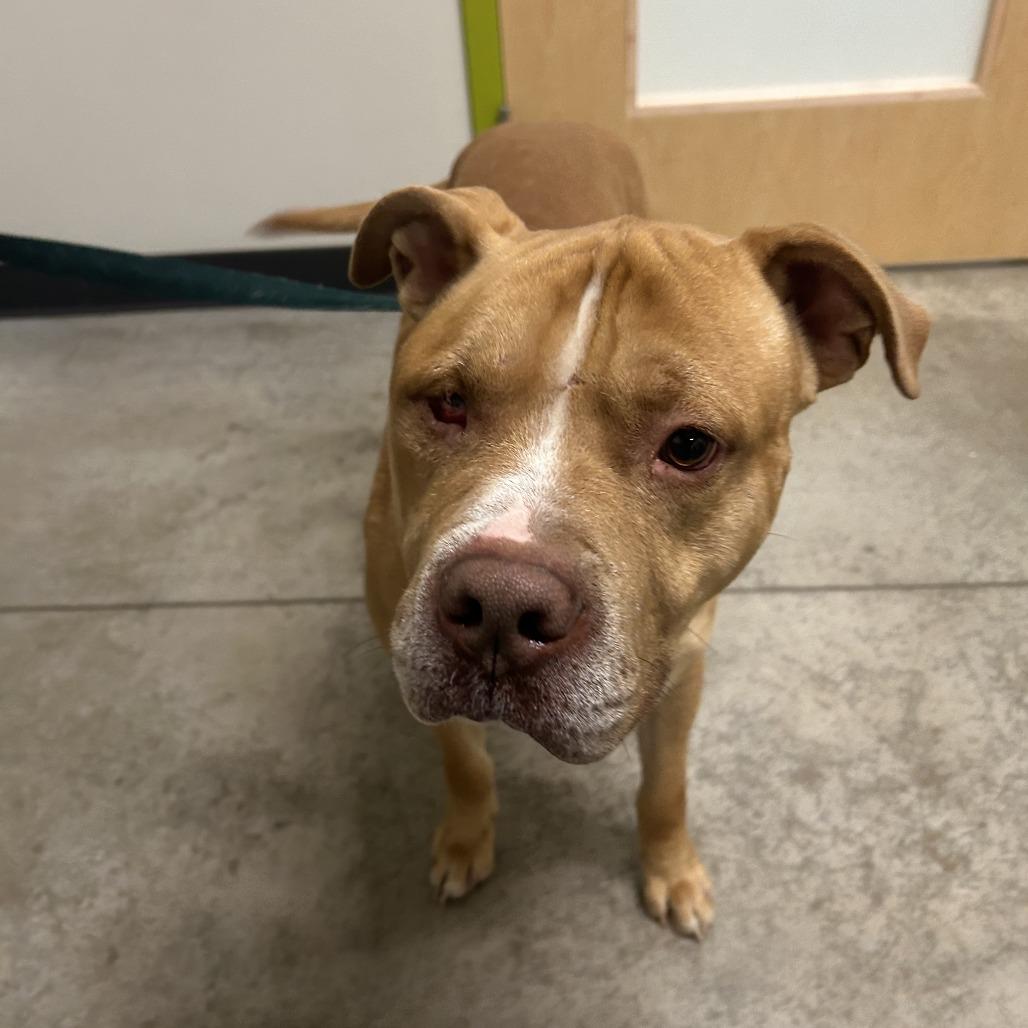 Chato, Adoptable, Adult Male Mixed Breed & Mixed Breed.