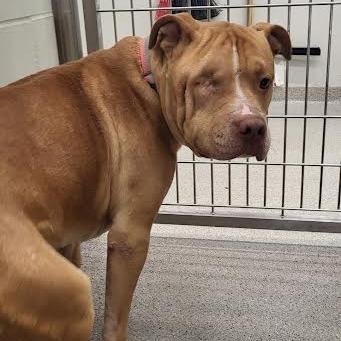 Enlarge Chato, a Adoptable mixed breed in Saint Cloud, MN image 2/6