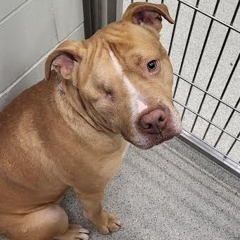 Enlarge Chato, a Adoptable mixed breed in Saint Cloud, MN image 3/6