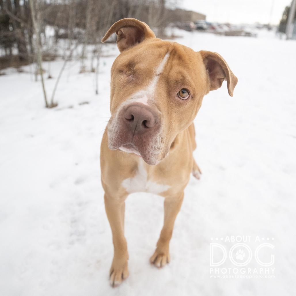 Enlarge Chato, a Adoptable mixed breed in Saint Cloud, MN image 4/6