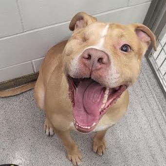 Enlarge Chato, a Adoptable mixed breed in Saint Cloud, MN image 5/6