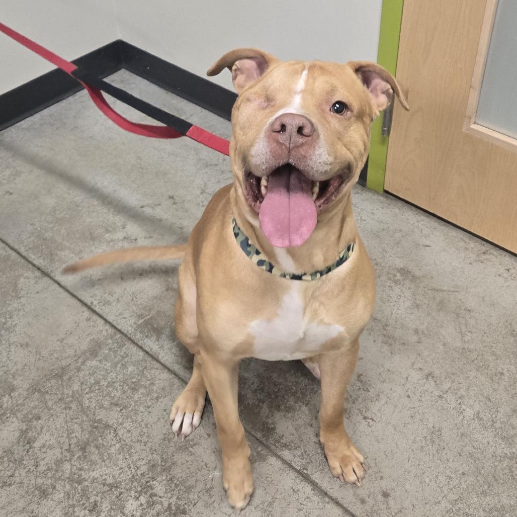 Enlarge Chato, a Adoptable mixed breed in Saint Cloud, MN image 6/6