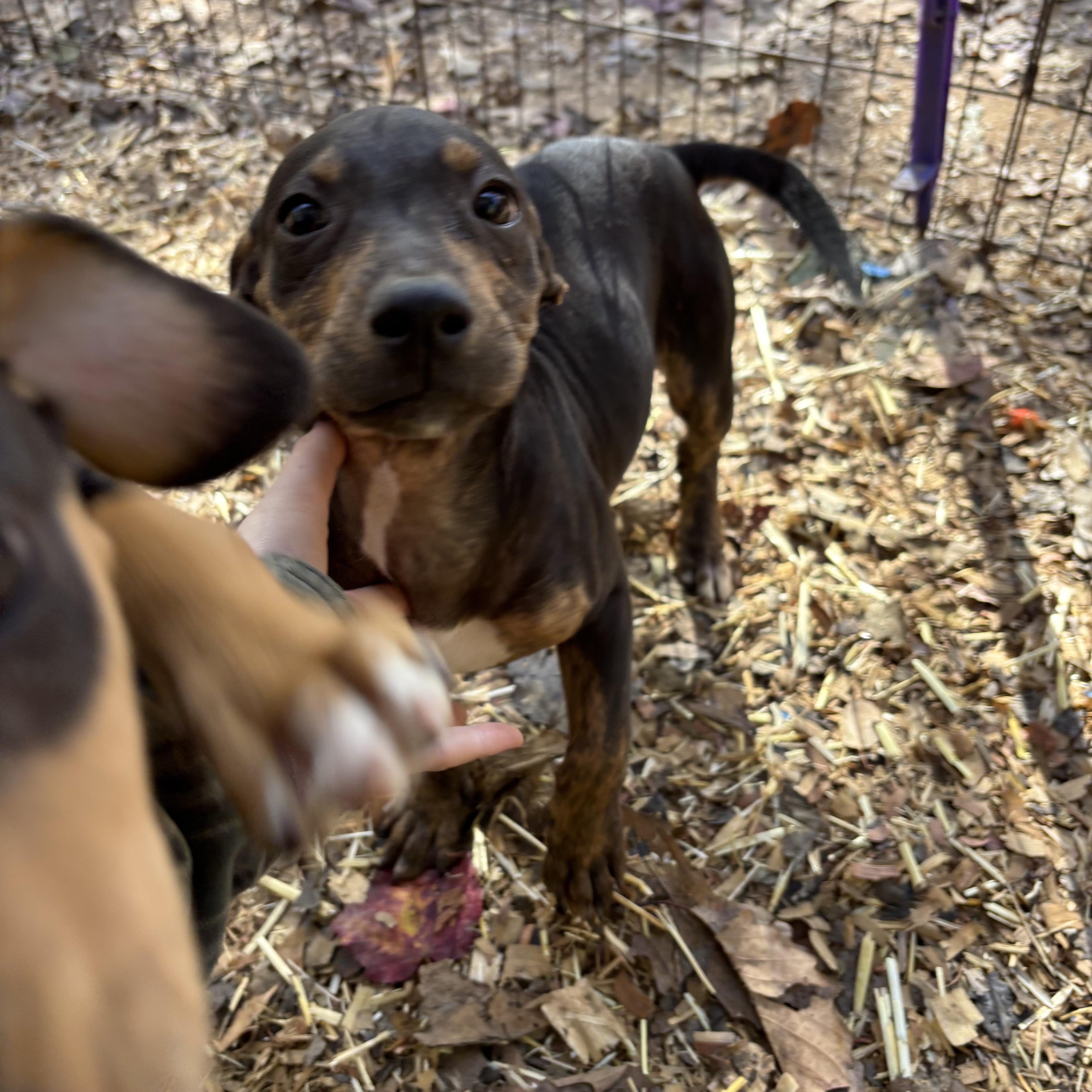 Puppies !! thumbnail 5