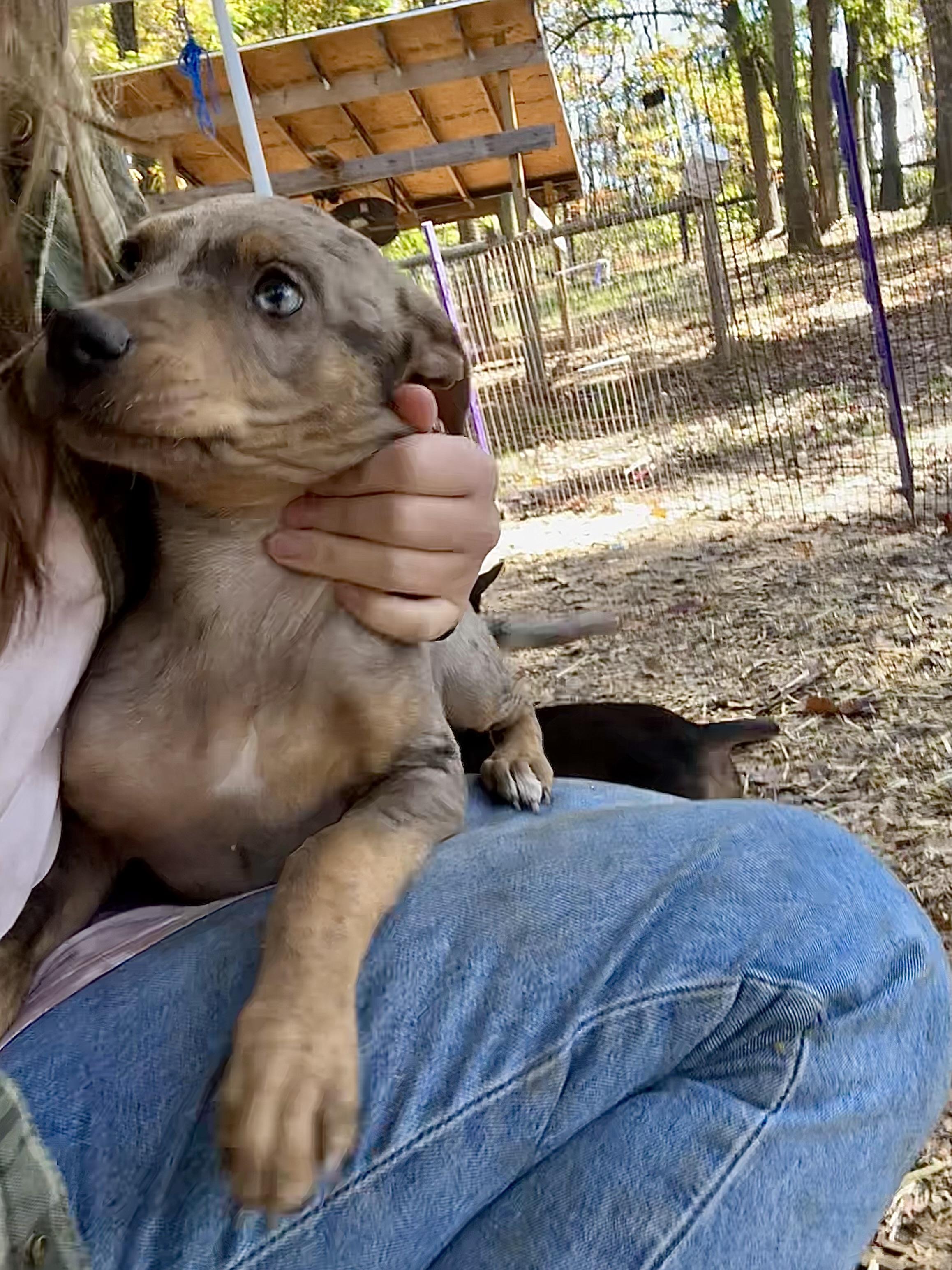 Puppies !! thumbnail 3