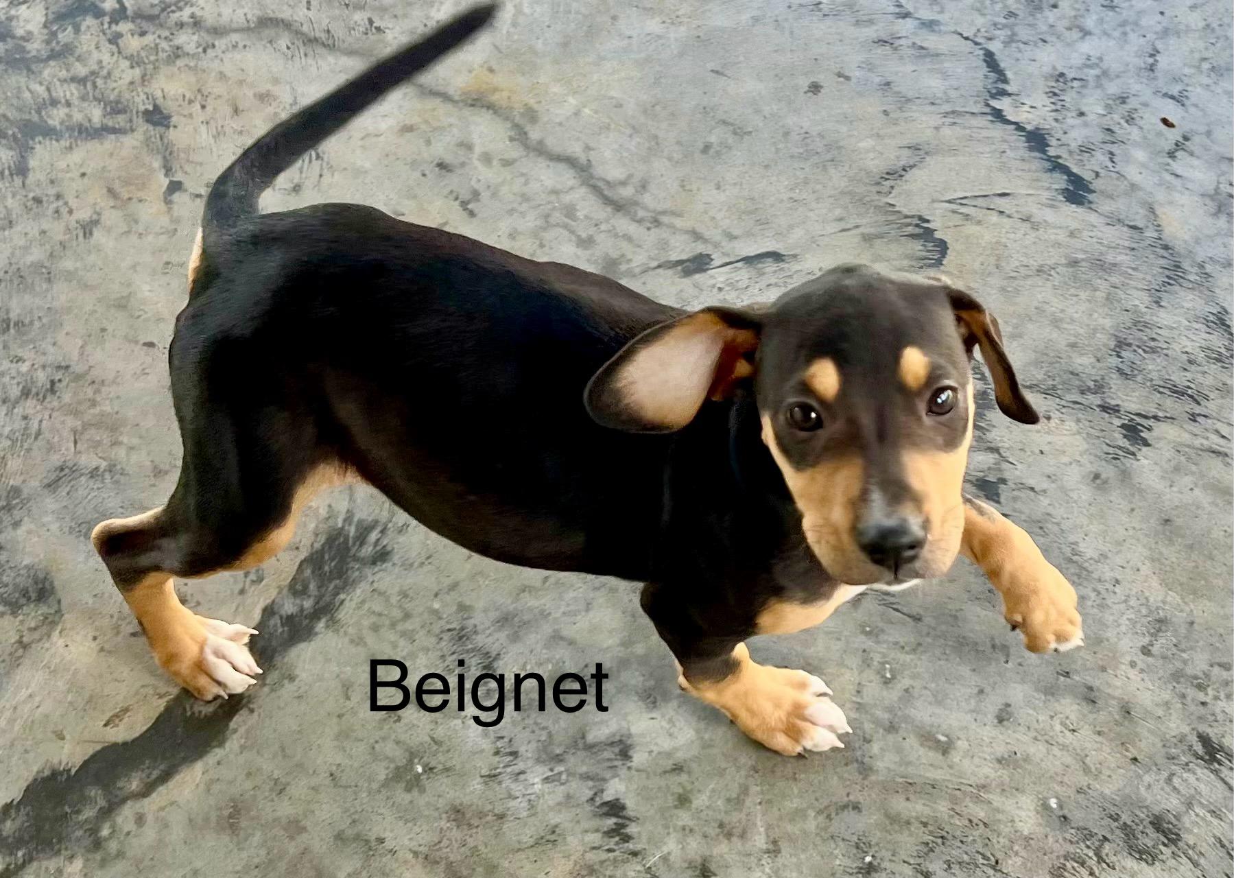 Puppies !! thumbnail 2