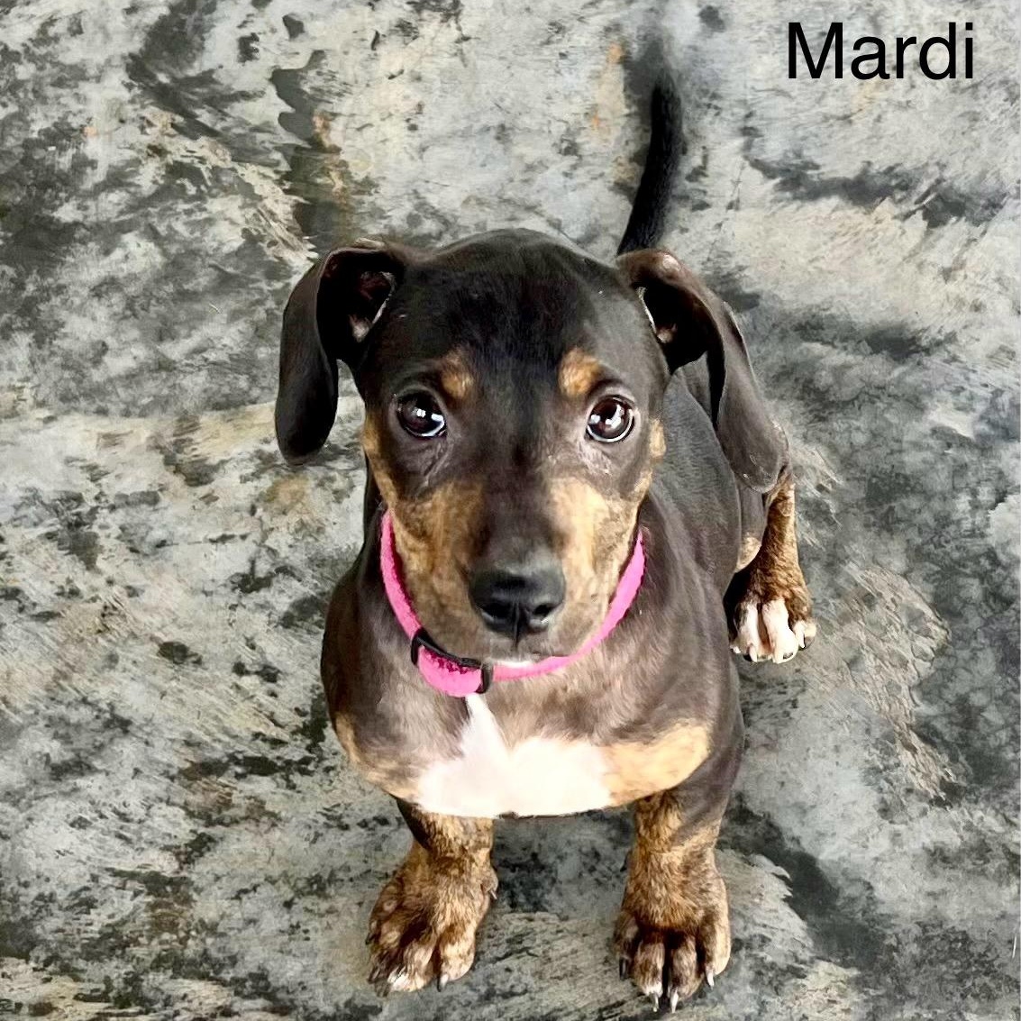 Puppies !! thumbnail 4