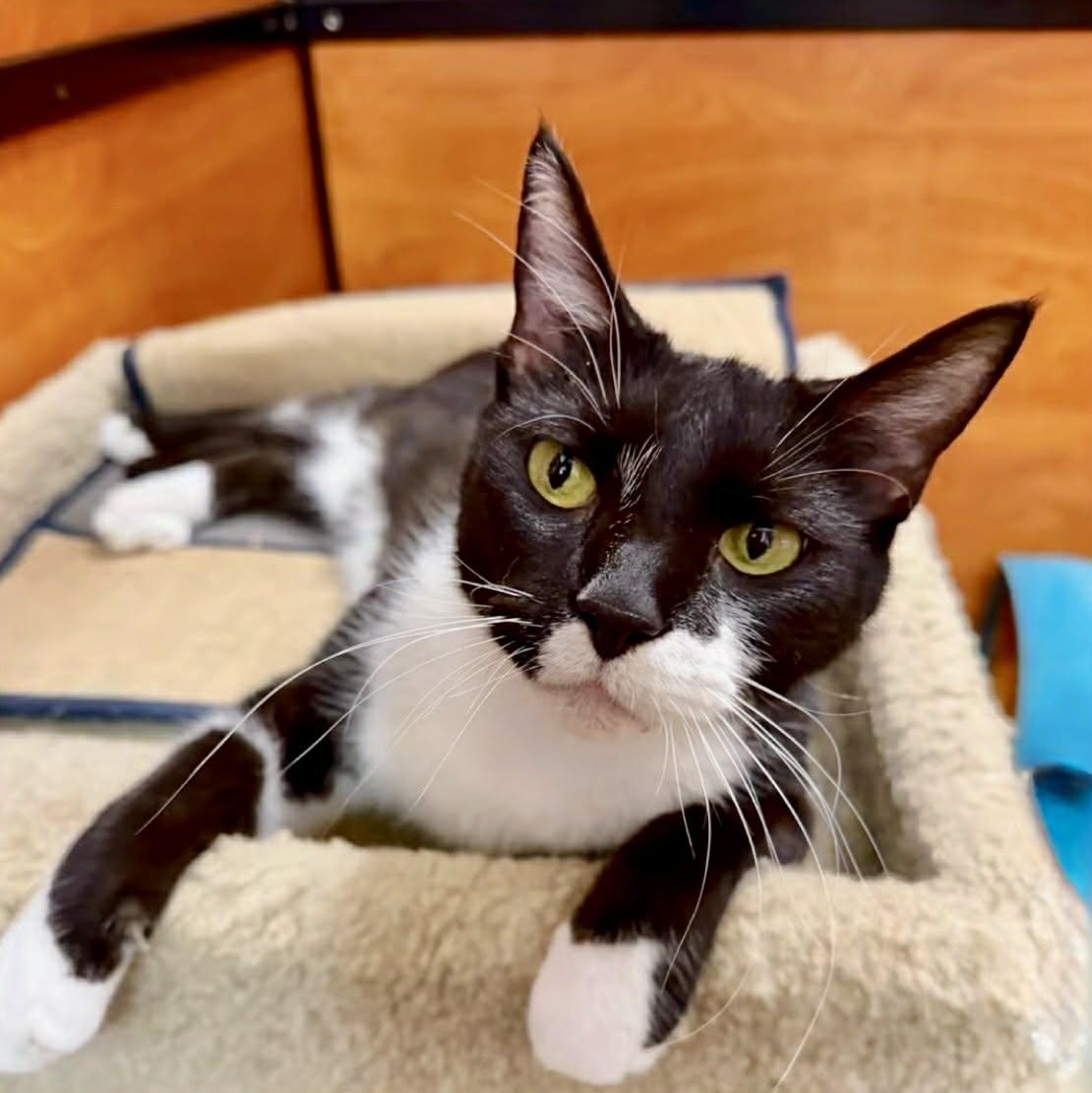 Enlarge Cleo, a ADOPTABLE Domestic Short Hair in Memphis, TN image 2/6