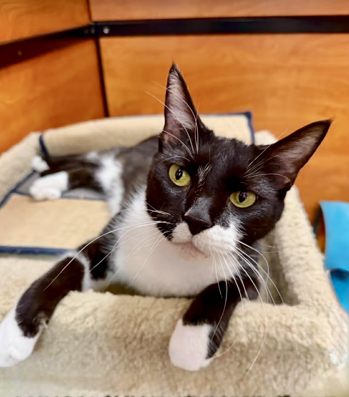 Enlarge Cleo, a ADOPTABLE Domestic Short Hair in Memphis, TN image 1/5