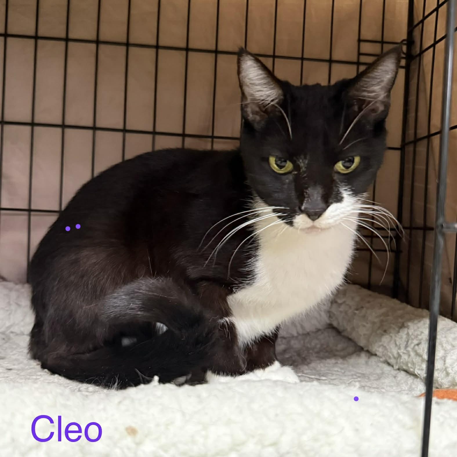 Cleo, a ADOPTABLE Domestic Short Hair in Memphis, TN image 3/6