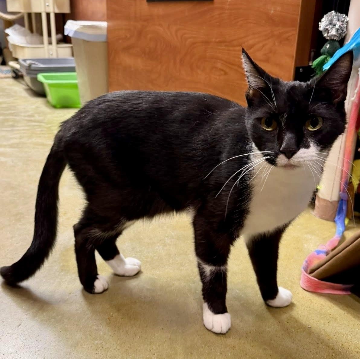 Cleo, a ADOPTABLE Domestic Short Hair in Memphis, TN image 2/6