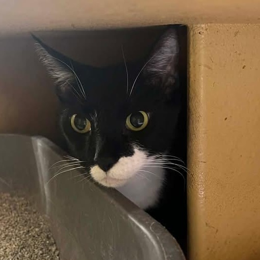 Cleo, a ADOPTABLE Domestic Short Hair in Memphis, TN image 6/6