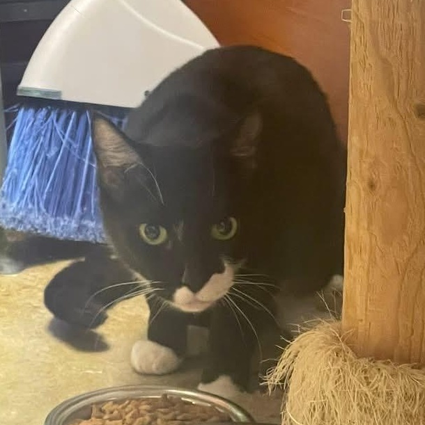 Cleo, a ADOPTABLE Domestic Short Hair in Memphis, TN image 5/6