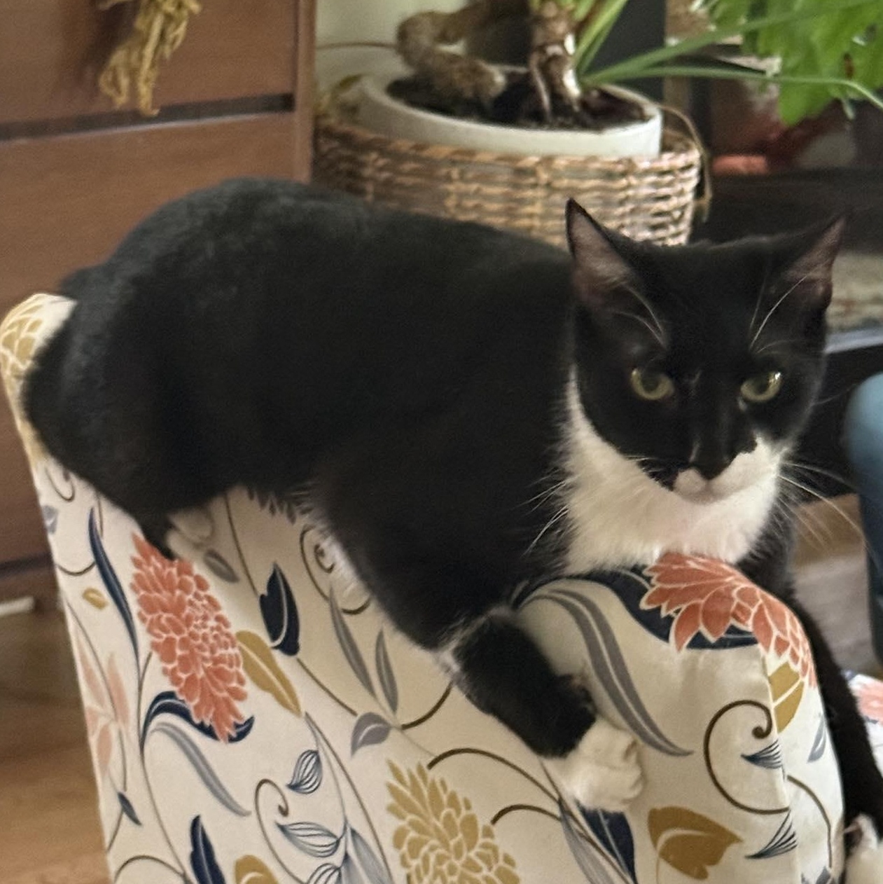 Enlarge Cleo, a ADOPTABLE Domestic Short Hair in Memphis, TN image 1/6