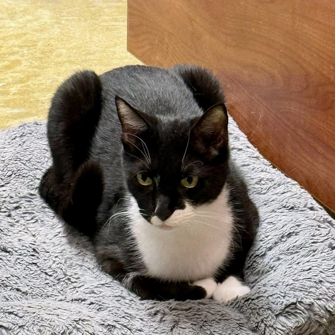 Cleo, ADOPTABLE, Adult Male Domestic Short Hair.