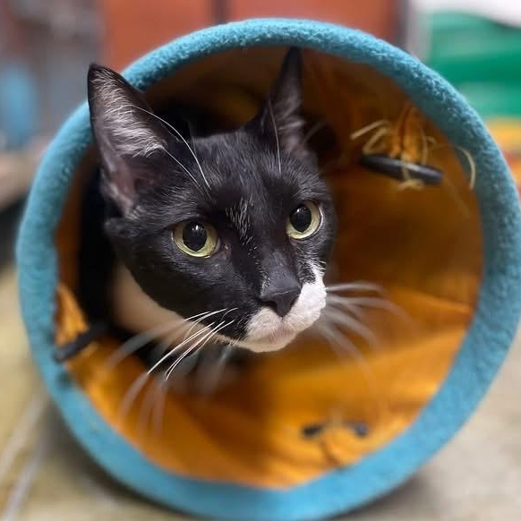 Cleo, a ADOPTABLE Domestic Short Hair in Memphis, TN image 4/6