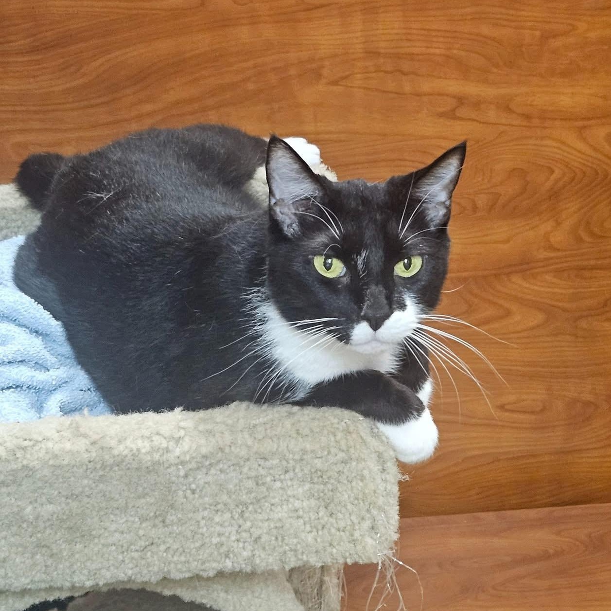 Cleo, a ADOPTABLE Domestic Short Hair in Memphis, TN image 6/6