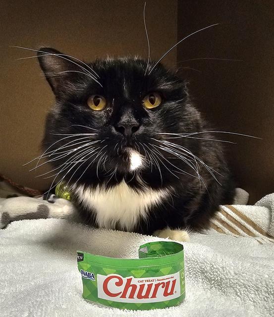 Enlarge TUCKS, a Adoptable Domestic Short Hair in Clyde, NC image 1/1