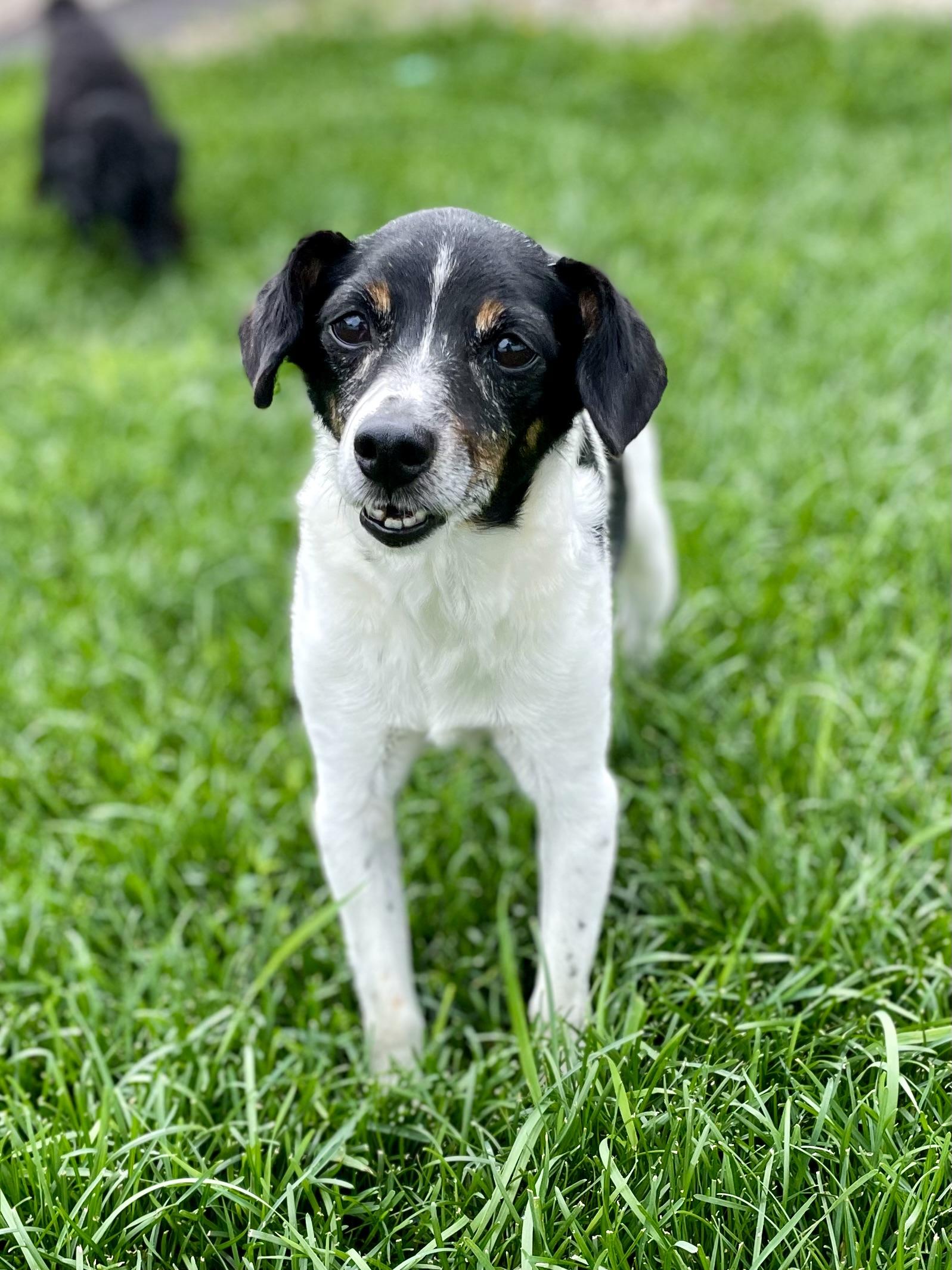 Enlarge Jax, a Adoptable mixed breed in Orland Park, IL image 3/5