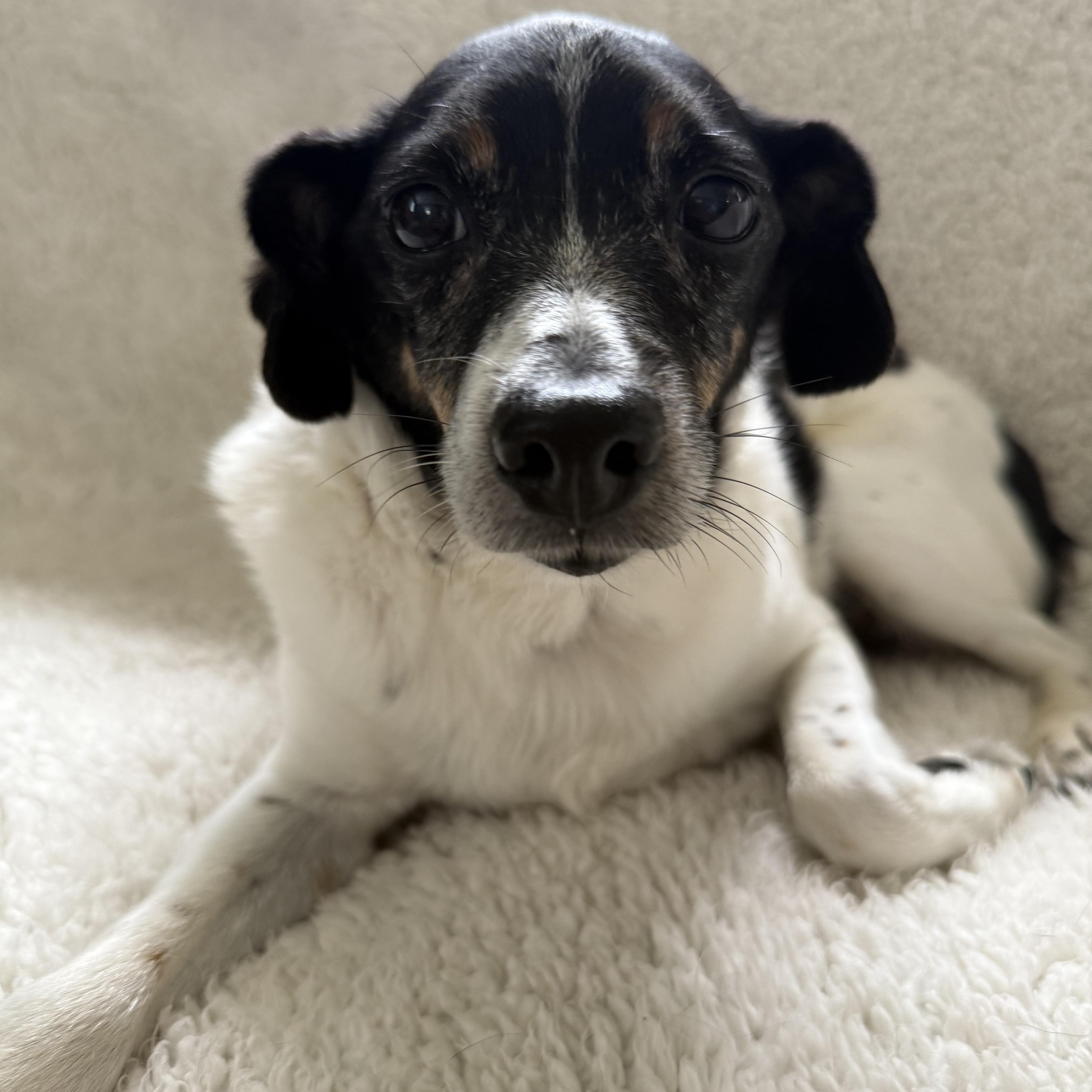 Enlarge Jax, a Adoptable mixed breed in Orland Park, IL image 2/5