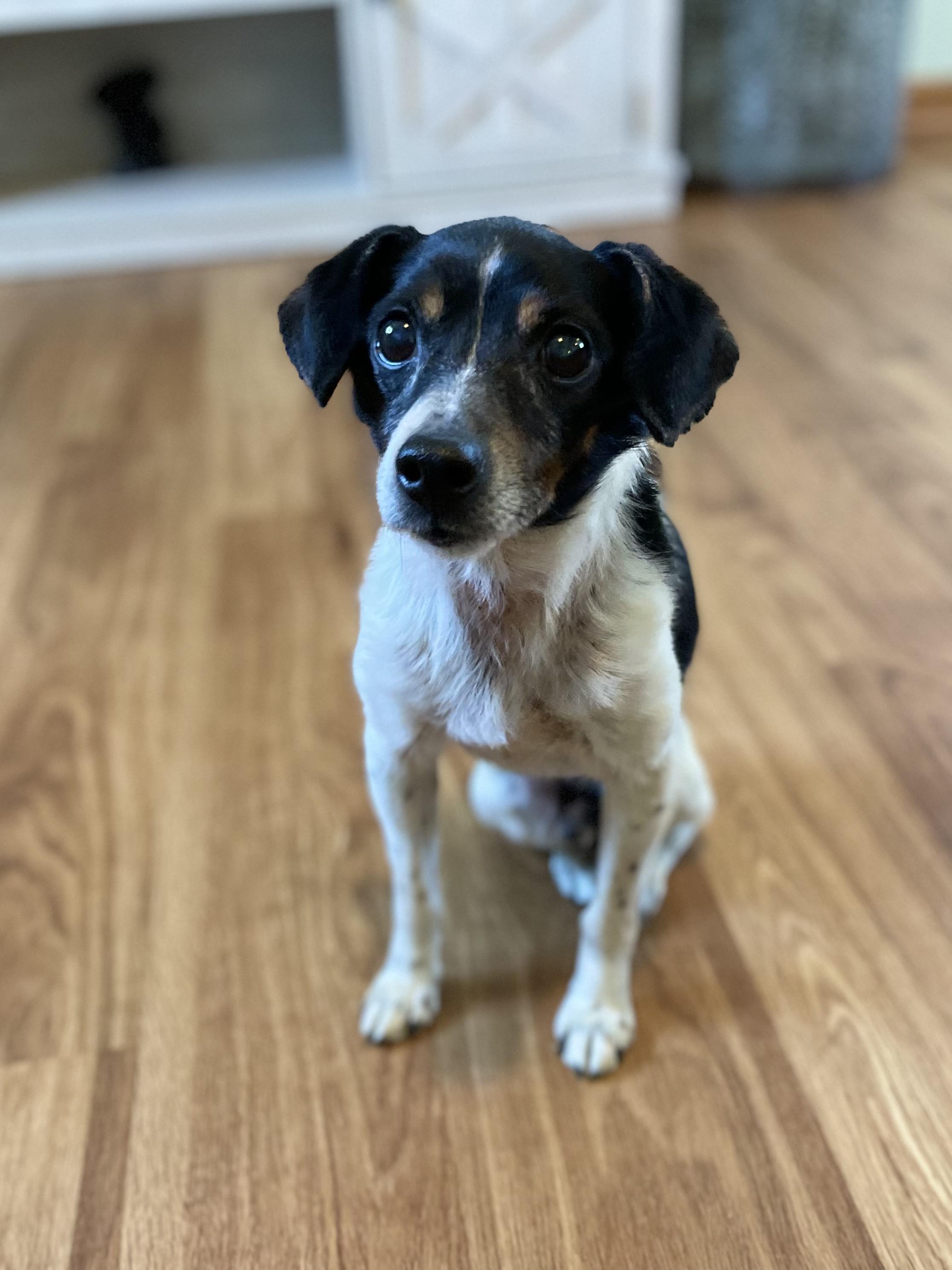 Enlarge Jax, a Adoptable mixed breed in Orland Park, IL image 5/5